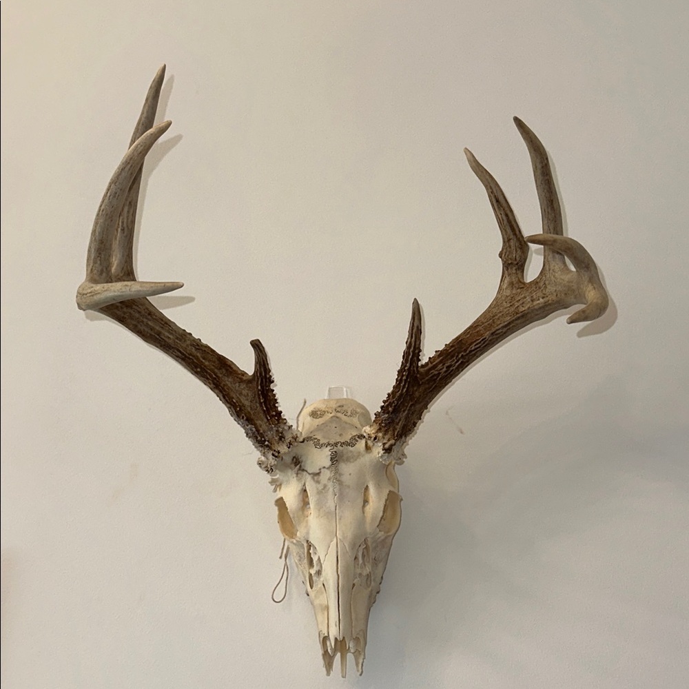 Rustic Antler Wall Decor